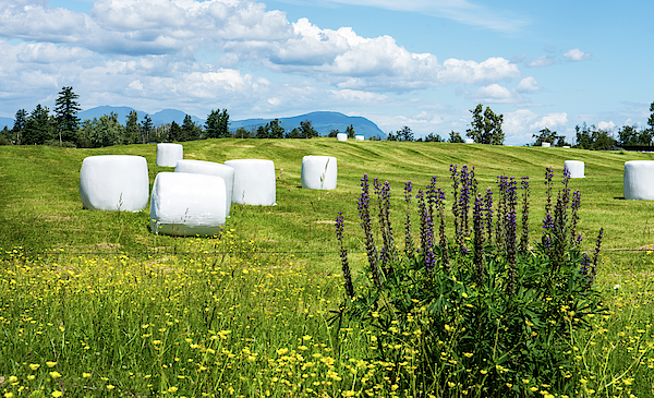 Round Hay Bales and Lupine by Tom Cochran Round Hay Bales and Lupine by Tom Cochran