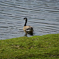 Canada Goose Photo Bomb