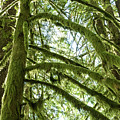 Mossy Fir Branches