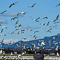 Snow Geese Rising