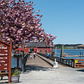 Cherry Blossoms at Coupeville Wharf