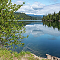 Green Fir Trees Mirrored in Lake Shannon